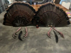 FanLok - Turkey Tail Preservation -RakAdx IMG 3806 jpg