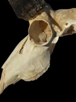 Velvet Antler Tech BoneBrite Whitening/Degreaser Kit -RakAdx PhotoRoom 20220505 085844 1024x1024 2x jpg