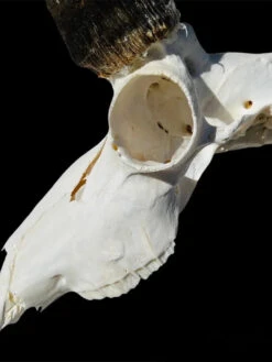 Velvet Antler Tech BoneBrite Whitening/Degreaser Kit -RakAdx PhotoRoom 20220505 085919 627786df d177 4838 9a37 729f805c83eb 1024x1024 2x jpg